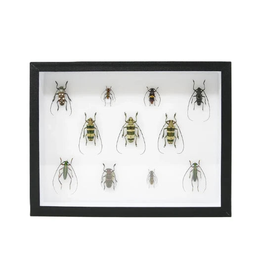 Insect preservation