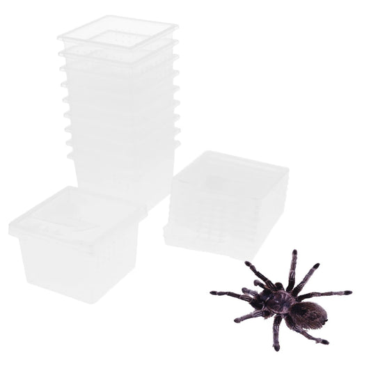 Terrarium de transport d'insectes - Lot de 10
